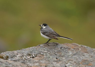Beyaz kuyruk (Motacilla alba)