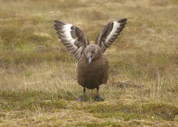 Great Skua Stercorarius Skua Wings Extended — Stock Photo, Image