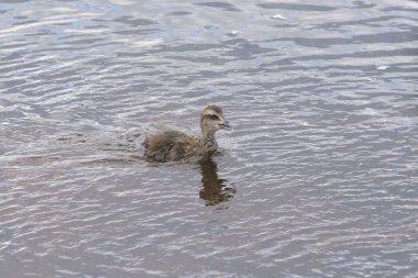 Eider Duck (gençlik) (somaterya mollissima)