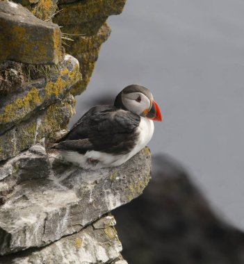 Atlantik martısı bir uçurumun kenarında oturuyor (arkadaş arkktika)