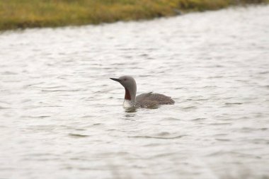 Kızıl Boğaz (gavia stellata))