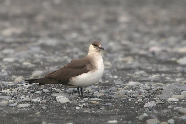 Skua Arctique Jaegar Parasite Stercorarius Parasiticus — Photo