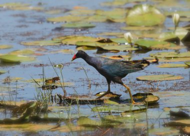 Mor Gallinule (porphrio martinicus)