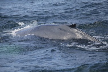 Kambur Balina ihlali (megaptera novaeangliae)