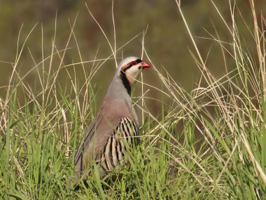 Chukar (alectoris chukar) (keklik))