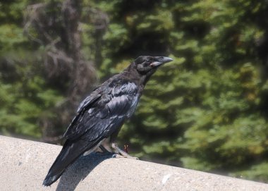 American Crow (corvus brachythynchos) clipart