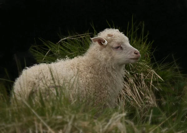 Icelandic Sheep Juvenile Curly Wool — Stock Photo, Image