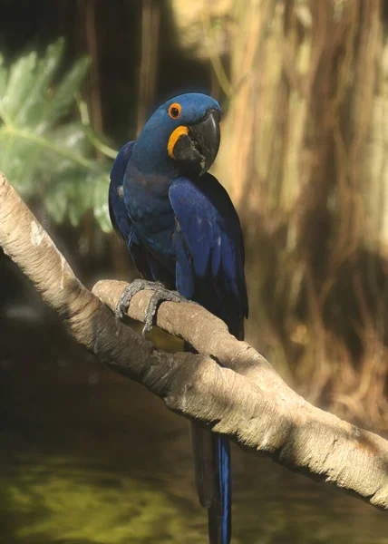 Hyacinth Macaw Parrot (anodorhynchus hyacinthinus)
