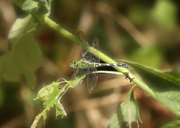 Libellule Fauve Est Femelle Erythemis Simplicicollis — Photo