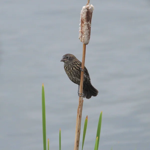 Rotflügelamsel Weibchen Agelaius Phoeniceus — Stockfoto