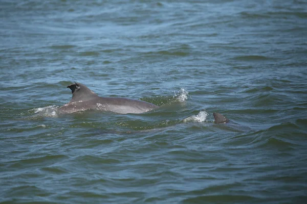 Gewone Dolfijnen Delphinus Delphis — Stockfoto