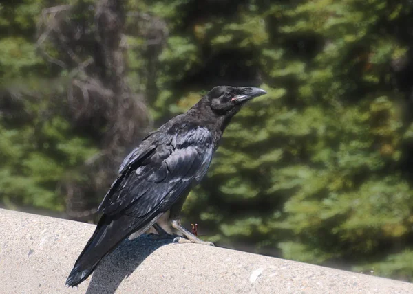 Американская Ворона Corvus Brachythynchos — стоковое фото