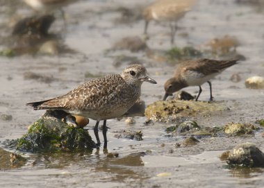Siyah Göbekli Plover (üremeyen) (Pluvialis squatarola))