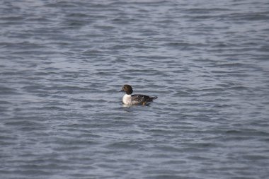 Genel Goldeneye (kadın) (bucephala clurla)