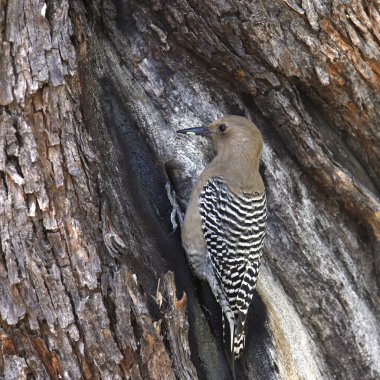 Gila Ağaçkakan (kadın) (melanerpes uropygialis))