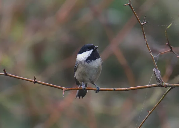 Mésange Tête Noire Atricapillus Poecile — Photo