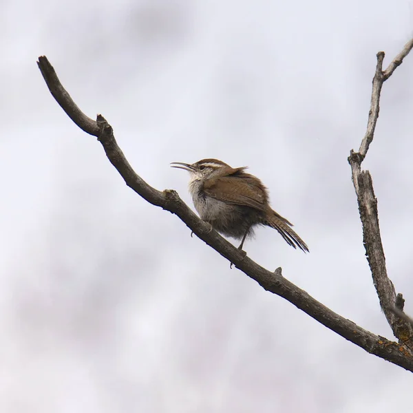 Wren Bewick Thryomanes Bewickii — Fotografia de Stock