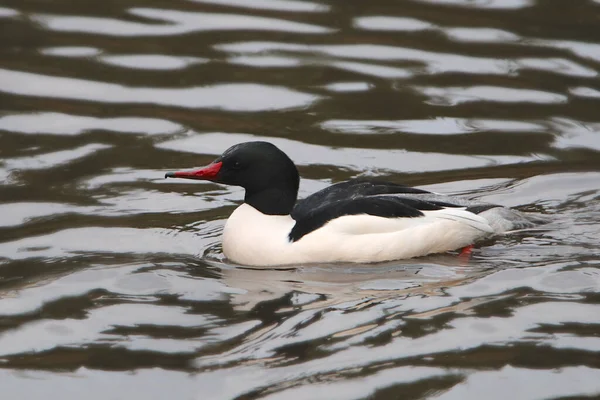 Common Merganser Mergus Merganser — стоковое фото