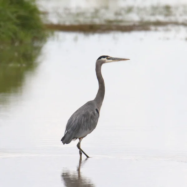 Grande Garça Azul Ardea Herodias — Fotografia de Stock