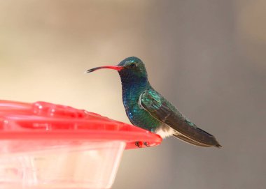 Geniş gagalı sinekkuşu (erkek) geleneksel sinekkuşu besleyicisinde (cynanthus latirostris)