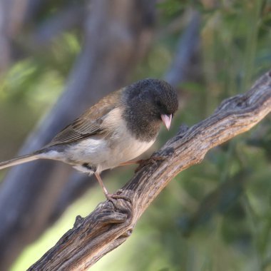 Kara gözlü Junco (Oregon Grubu, kadın) (junco hyemalis))