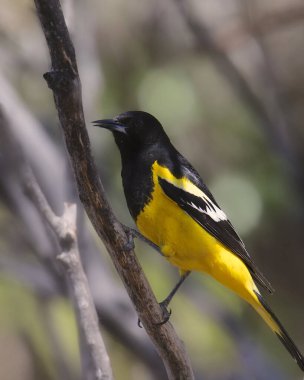 Scott 's Oriole (erkek) (icterus parisorum))