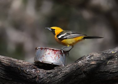 Kapüşonlu Oriole (erkek) teneke kutudan jöle yiyor (icterus cucullattus)