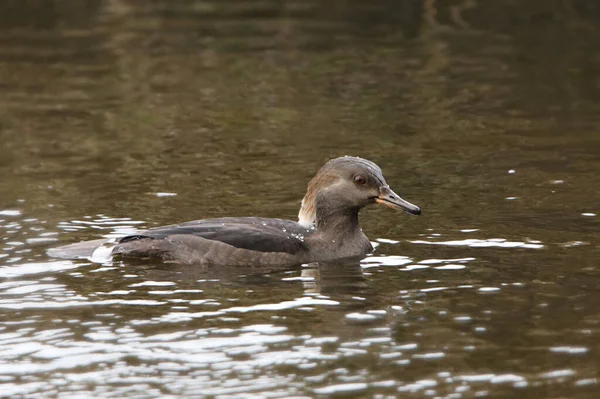 Merganser Con Capucha Hembra Con Capucha Hacia Abajo Lophodytes Culcullatus —  Fotos de Stock