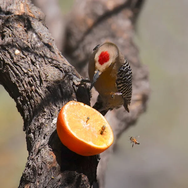 Gila Woodpecker Hím Egy Narancssárga Félen Osztozik Néhány Méhvel Megmutatva — Stock Fotó