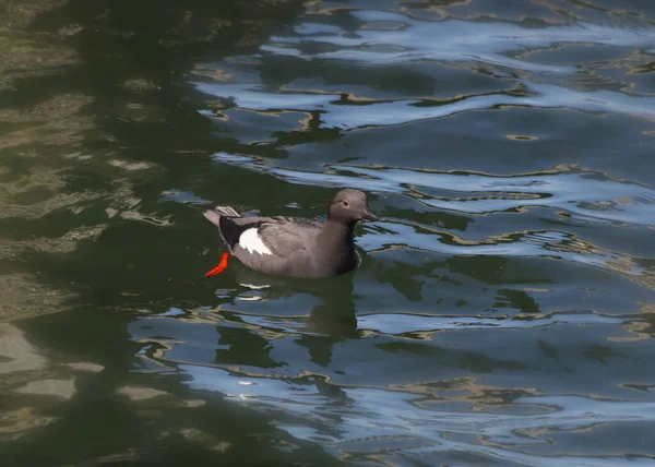 Pigeon Guillemot Cepphus Columba — Stock Photo, Image