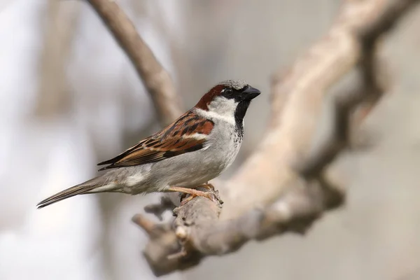 Haussperling Männchen Passer Domesticus — Stockfoto