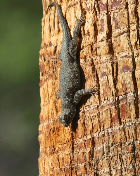 San Joaquin Kerítés Gyík Mászik Egy Törzs Sceloporus Occidentalis Biseriatus — Stock Fotó