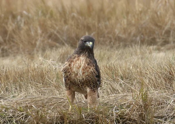 荒足の鷹 ブテオ ラゴプス — ストック写真