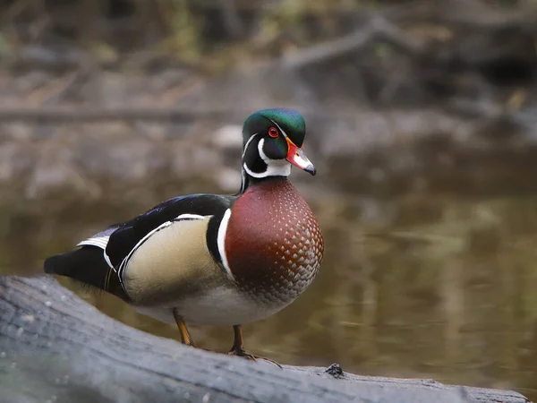 Canard Branchu Mâle Aix Sponsa — Photo