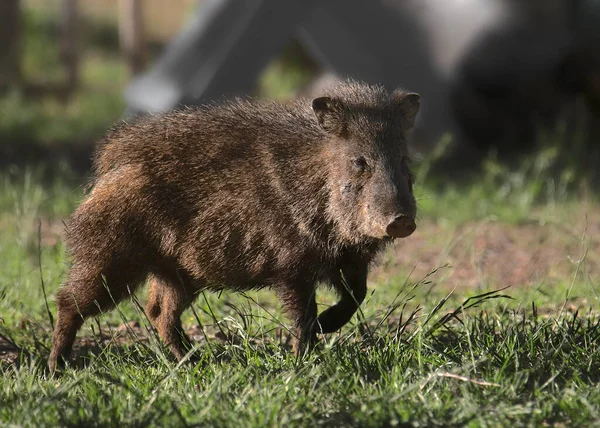 Javelina Tayassu Tajacu Galléros Pénzeszsák — Stock Fotó