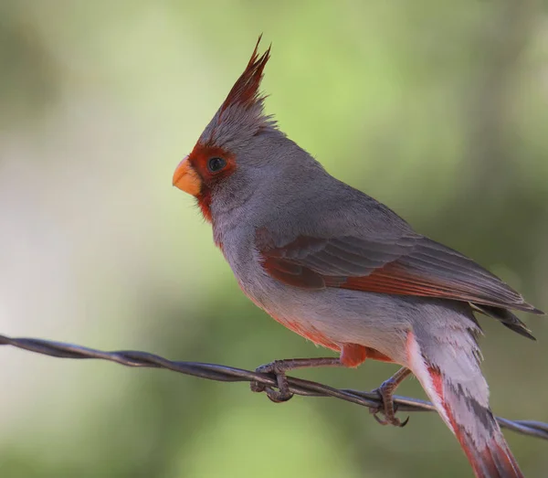 Pyrrhuloxia Cardinalis Sinuatis Cardenal Del Desierto —  Fotos de Stock