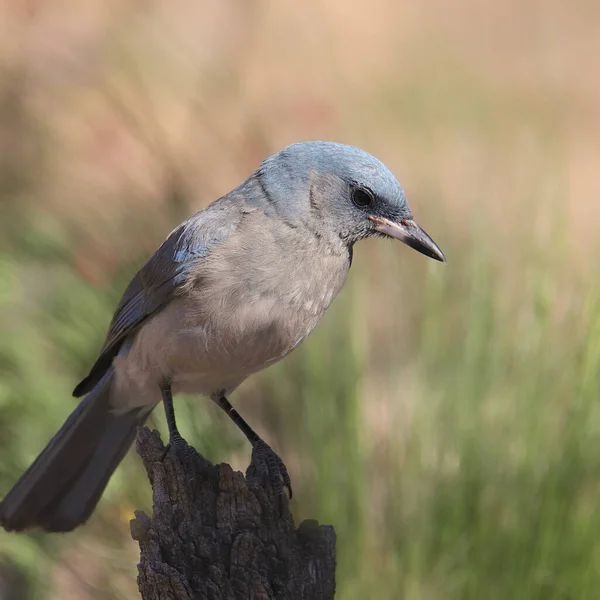 Jay Mexicain Aphelocoma Wollweberi — Photo