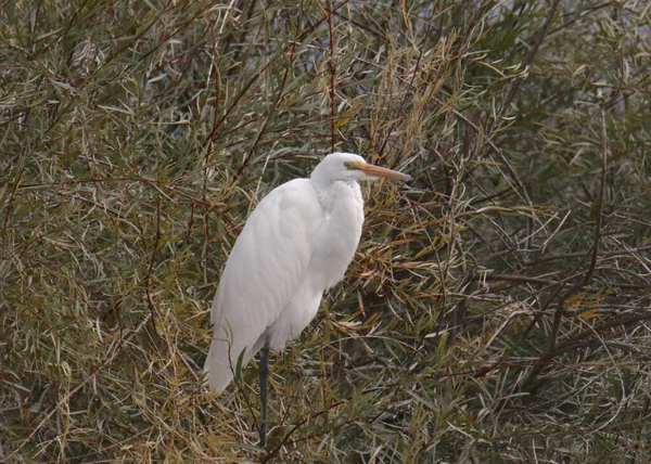 Большая Цапля Ardea Alba — стоковое фото