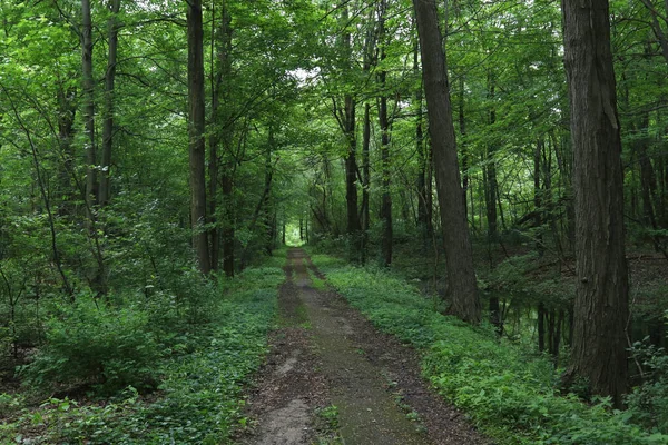 Presque Adası Eyalet Parkı, Erie, Pennsylvania 'da doğa yolu.