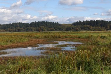 Ridgefield Ulusal Vahşi Yaşam Sığınağı, S Nehri Birimi, Washington