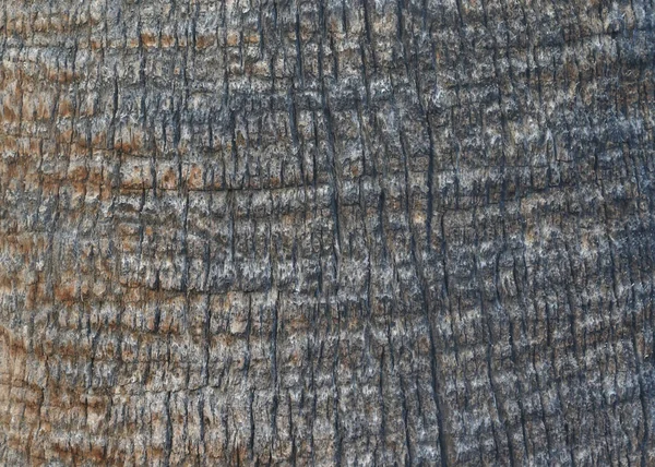 Closeup Trunk Palm Tree — Stock Photo, Image