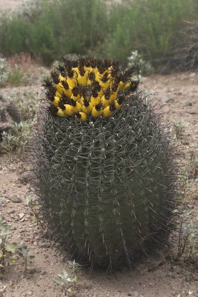 Hordó Kaktusz Sok Gyümölccsel Echinocactus Grusonii — Stock Fotó