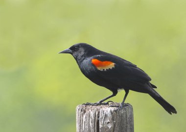 Kırmızı kanatlı Karatavuk (erkek) (Agelaius Phoeniceus)