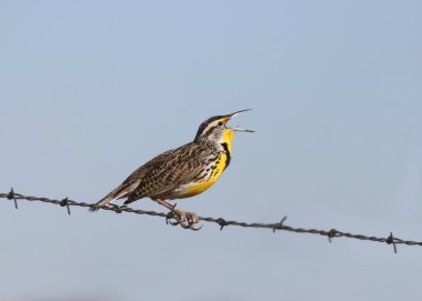 Batı Meadowlark tüm kalbiyle şarkı söylüyor (sturnella ihmal)