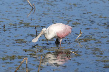 pembe kaşıkçı (platalea ajaja)