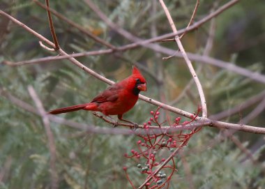 Kuzey Kardinali (erkek) (Kardinaller))