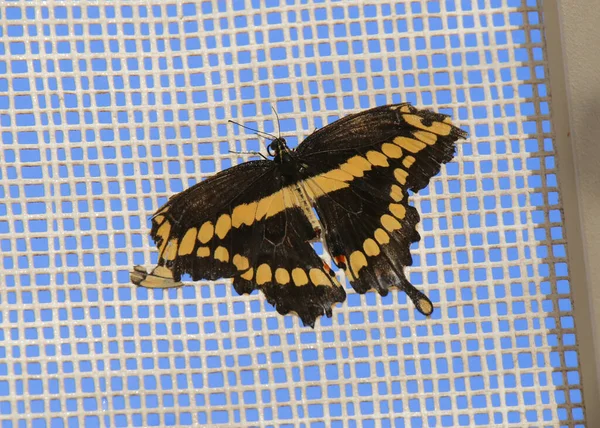 Óriás Fecskefarkú Pillangó Nagyon Sérült Szárnyakkal Nyugvó Napellenző Papilio Cresphontes — Stock Fotó