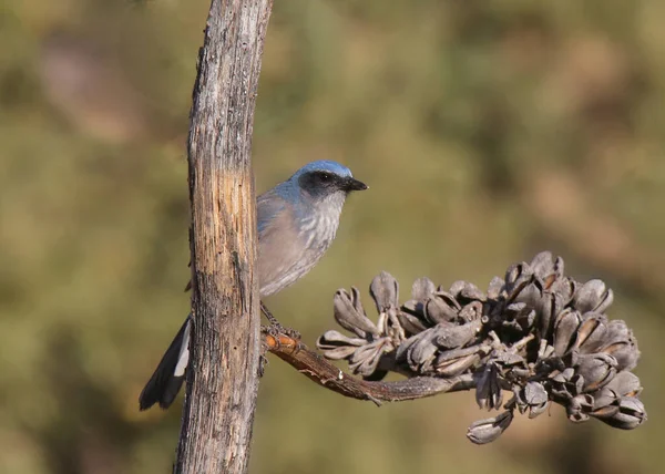 Woodhouse Scrub Jay Thront Auf Einem Jahrhundertealten Pflanzenstiel Aphelocoma Woodhouseii — Stockfoto