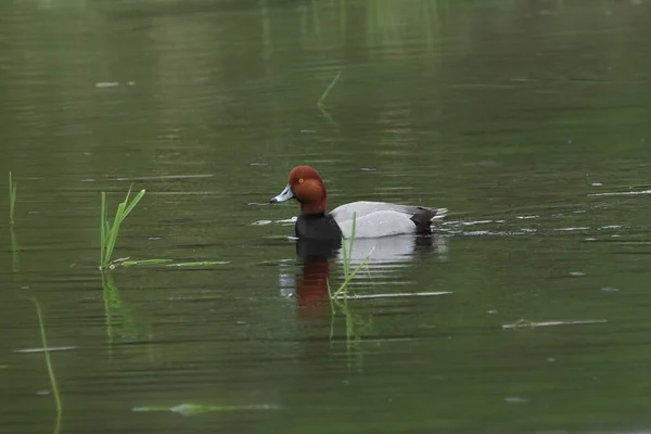 Pato Pelirrojo Macho Aythya American — Foto de Stock