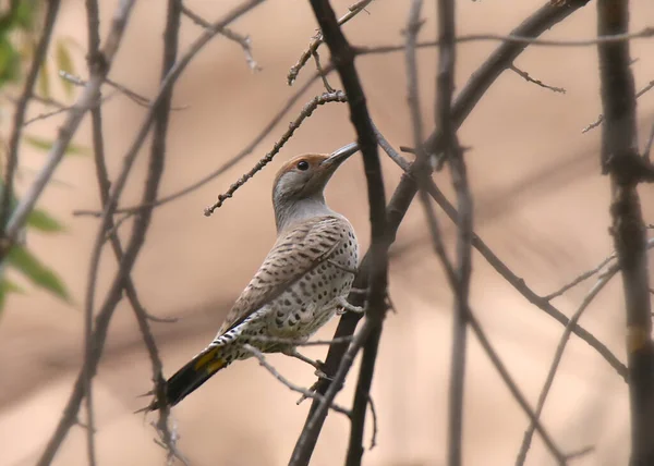 Flicker Nord Arbre Rouge Femelle Colaptus Auratus — Photo